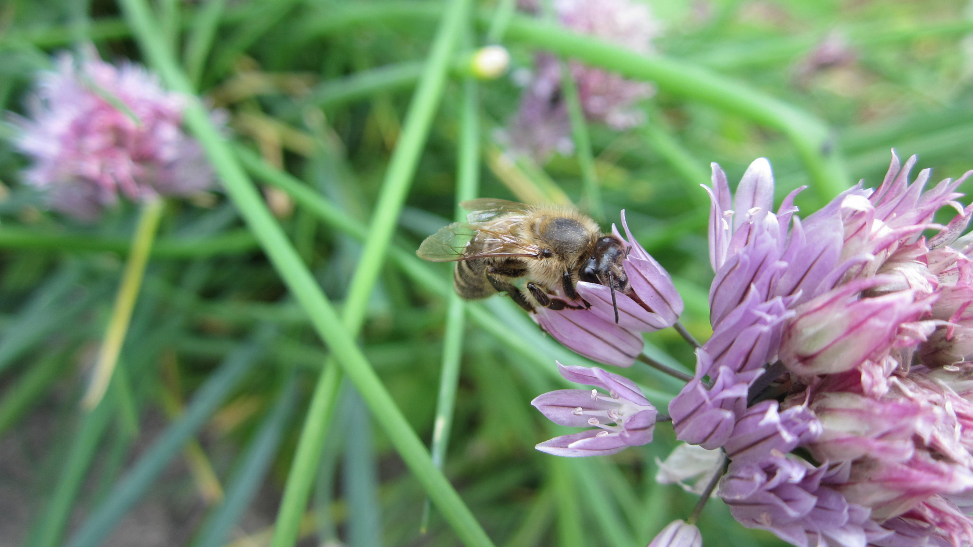 Bienchen bei der Arbeit