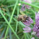 Bienchen bei der Arbeit