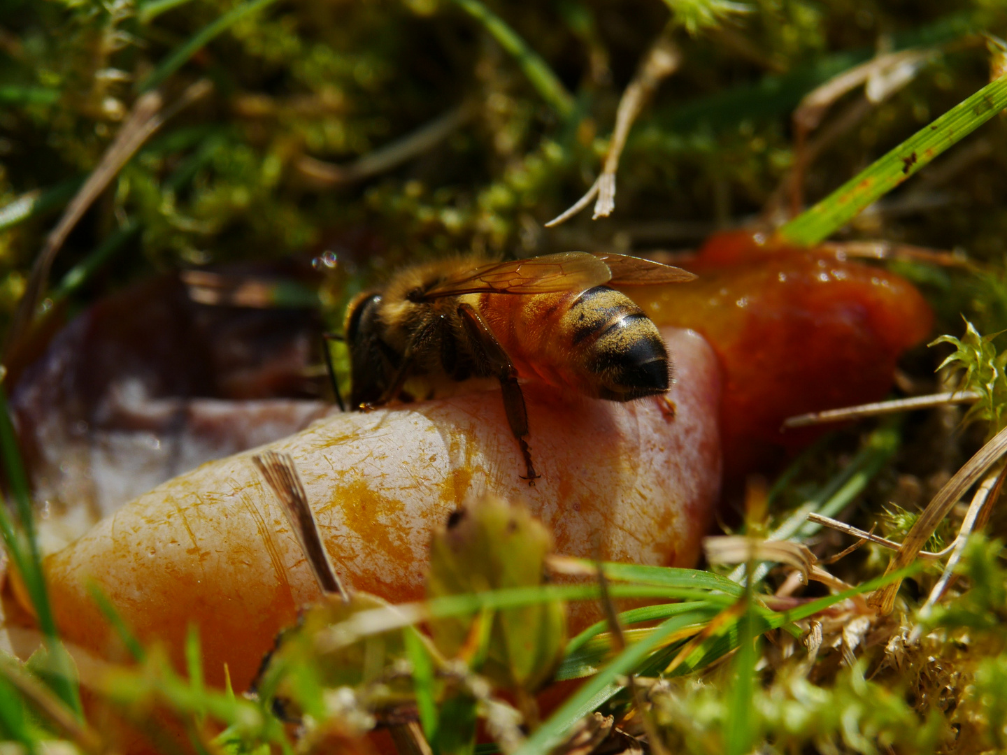 Bienchen bei der Arbeit.. 