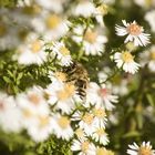 Bienchen bei der Arbeit