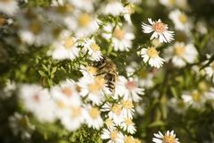 Bienchen bei der Arbeit