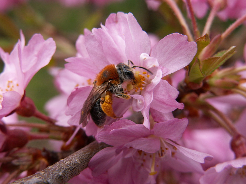 Bienchen bei der Arbeit...