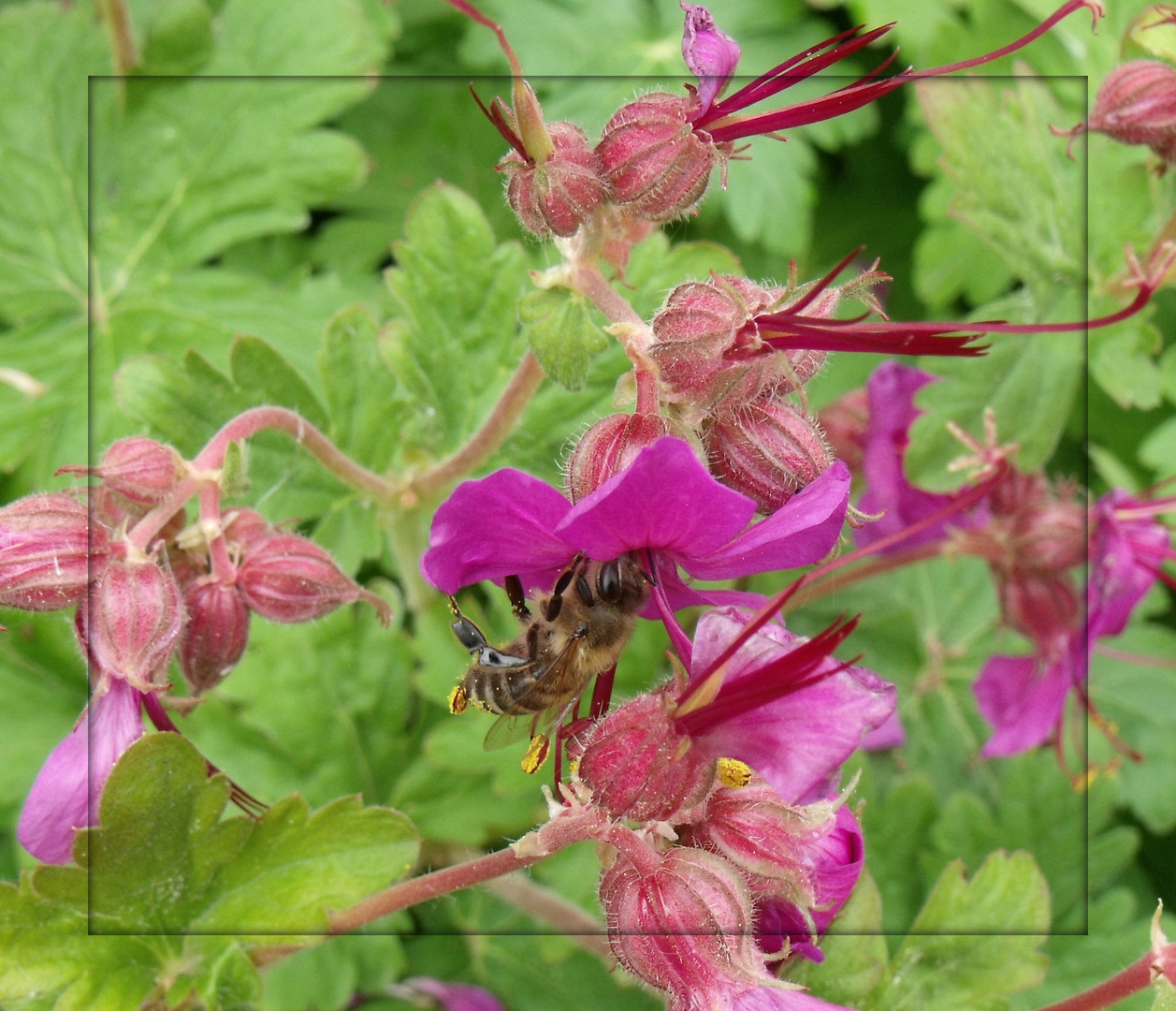 Bienchen bei der Arbeit