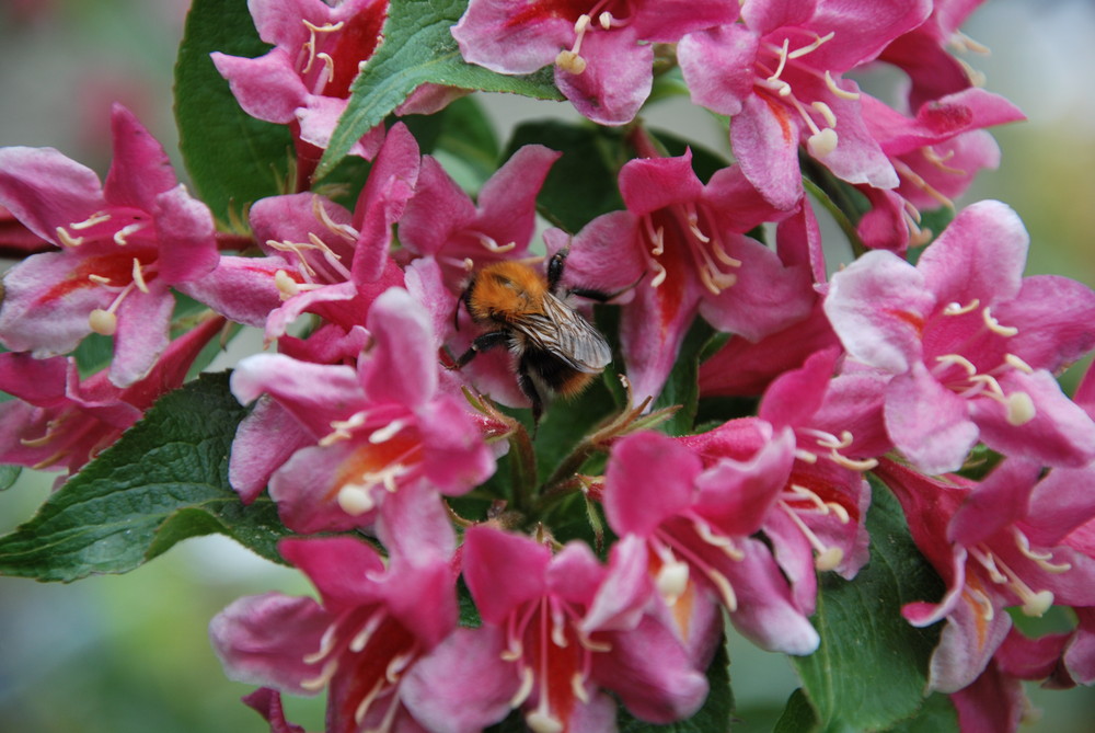 Bienchen bei der Arbeit...