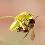 Bienchen bei der Arbeit