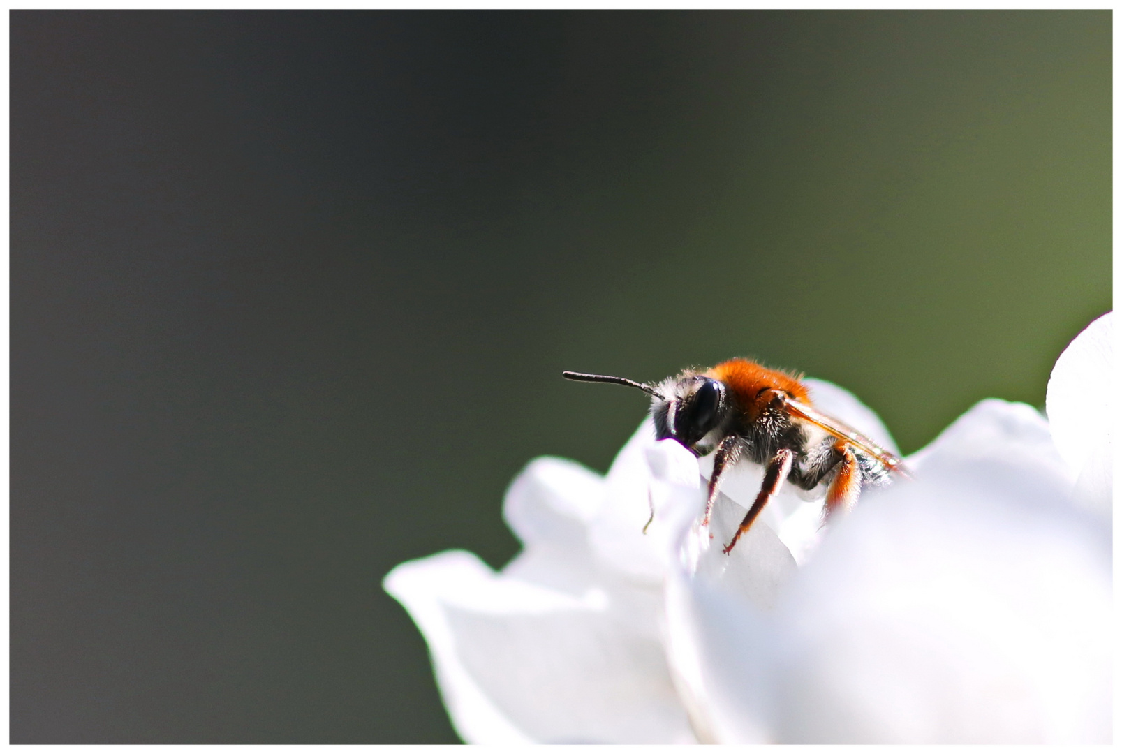 Bienchen bei der Arbeit