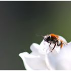 Bienchen bei der Arbeit