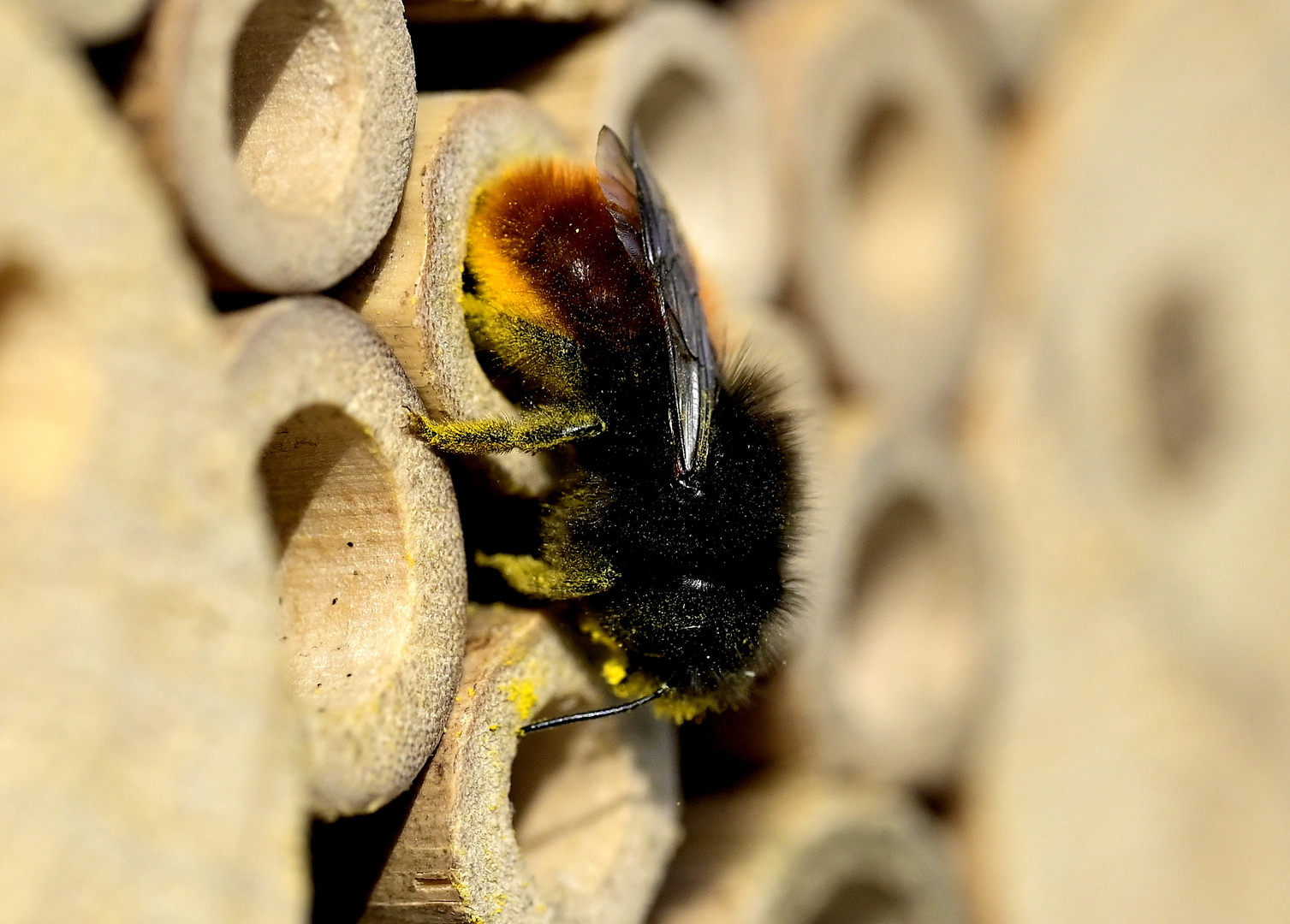 Bienchen bei der Arbeit 