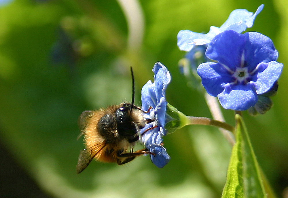 Bienchen bei der Arbeit