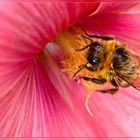 Bienchen bei der Arbeit