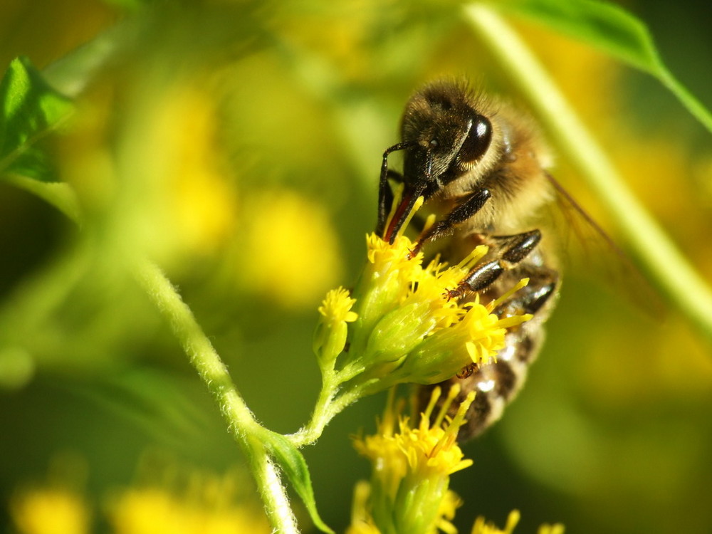 Bienchen bei der Arbeit