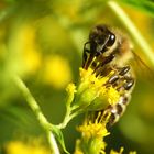 Bienchen bei der Arbeit