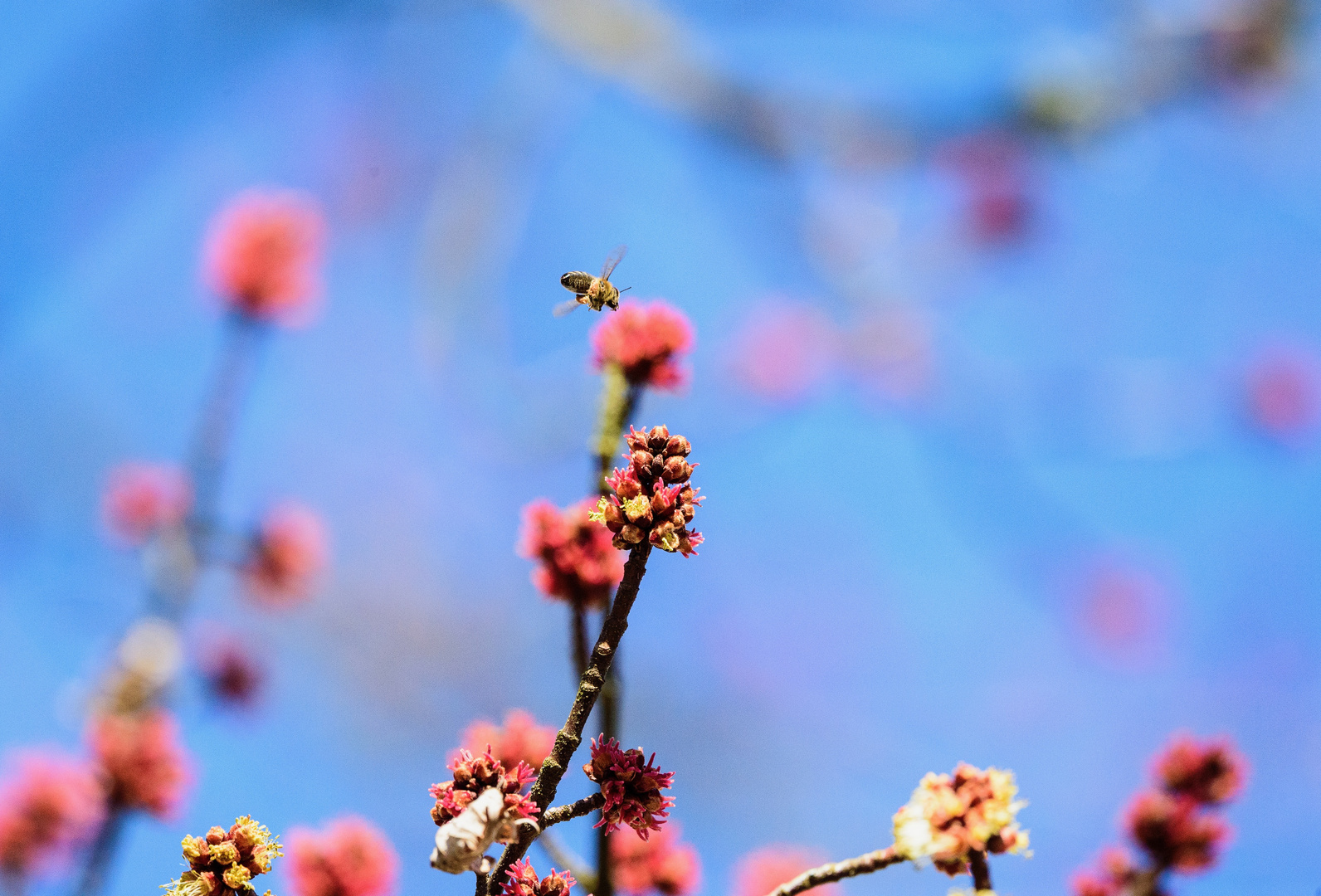 Bienchen bei der Arbeit