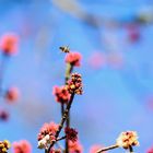 Bienchen bei der Arbeit