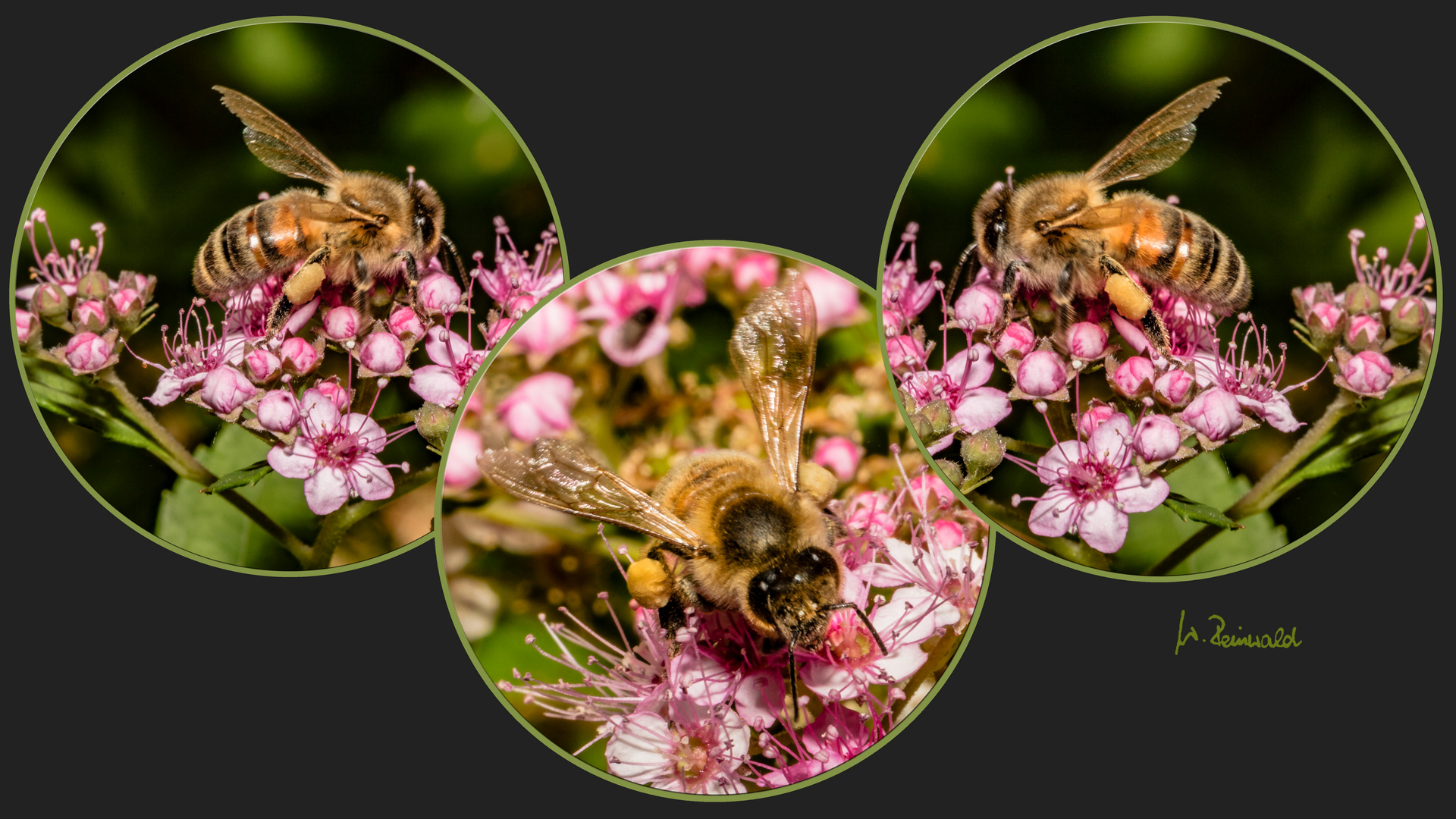 Bienchen bei der Arbeit