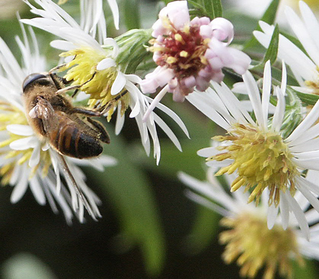 Bienchen bei der Arbeit