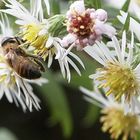 Bienchen bei der Arbeit