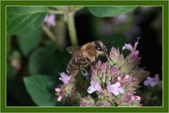 Bienchen bei der Arbeit