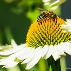 Bienchen bei der Arbeit 