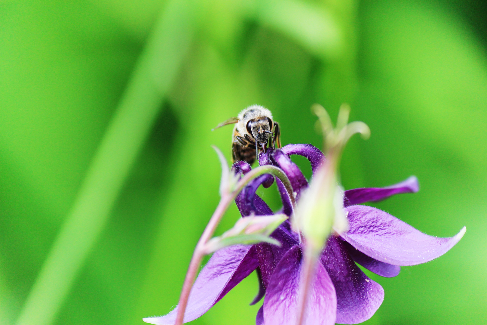 Bienchen bei der Arbeit