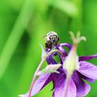 Bienchen bei der Arbeit