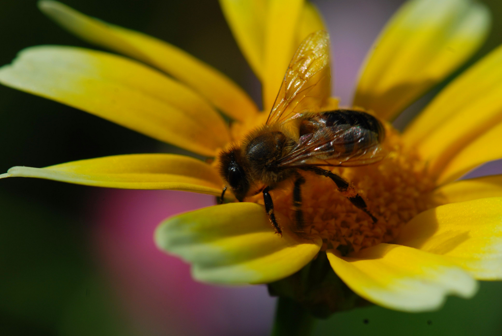 Bienchen bei der Arbeit...