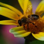 Bienchen bei der Arbeit...