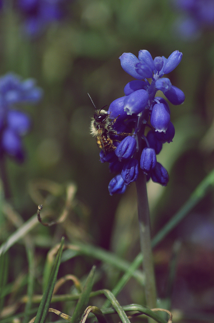 bienchen bei der arbeit