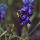 bienchen bei der arbeit