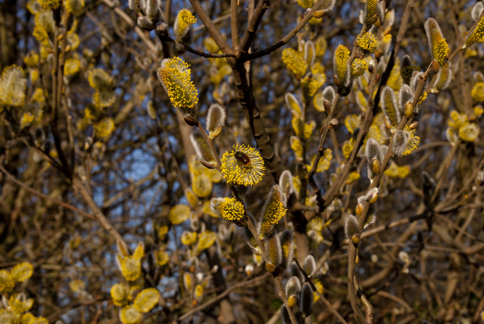 Bienchen bei der Arbeit