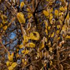 Bienchen bei der Arbeit