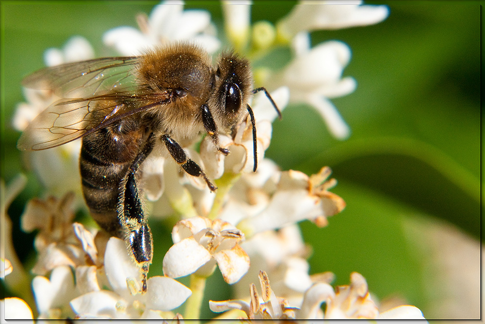 Bienchen bei der Arbeit