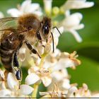 Bienchen bei der Arbeit