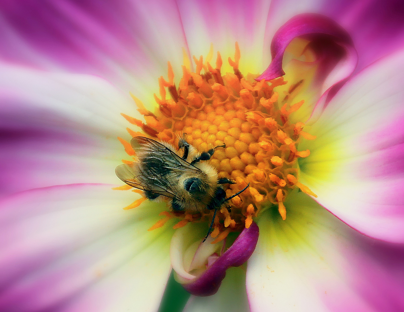 Bienchen bei der Arbeit