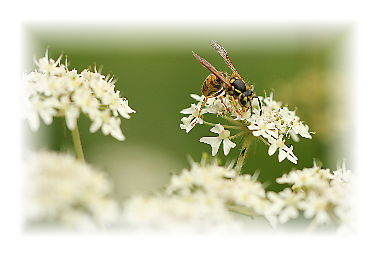 ....Bienchen bei der Arbeit oder so...