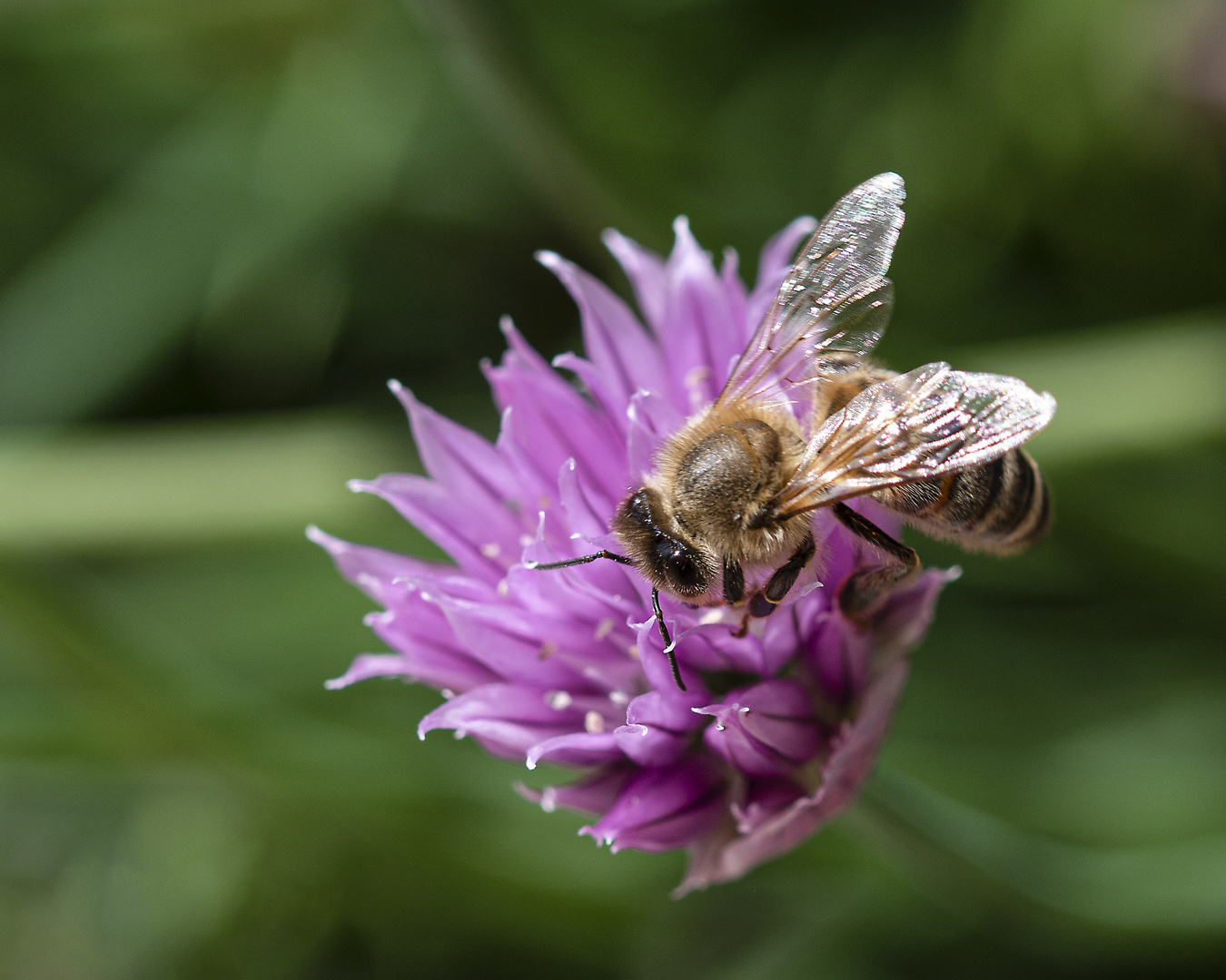 Bienchen bei der Arbeit._D4A3509