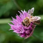 Bienchen bei der Arbeit._D4A3509