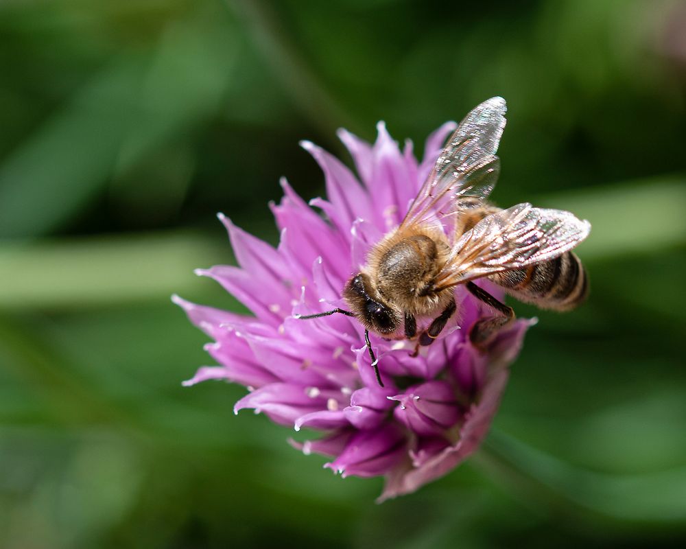 Bienchen bei der Arbeit._D4A3509