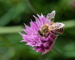 Bienchen bei der Arbeit._D4A3509