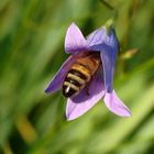 Bienchen bei der Hut-probe.....