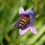 Bienchen bei der Hut-probe.....