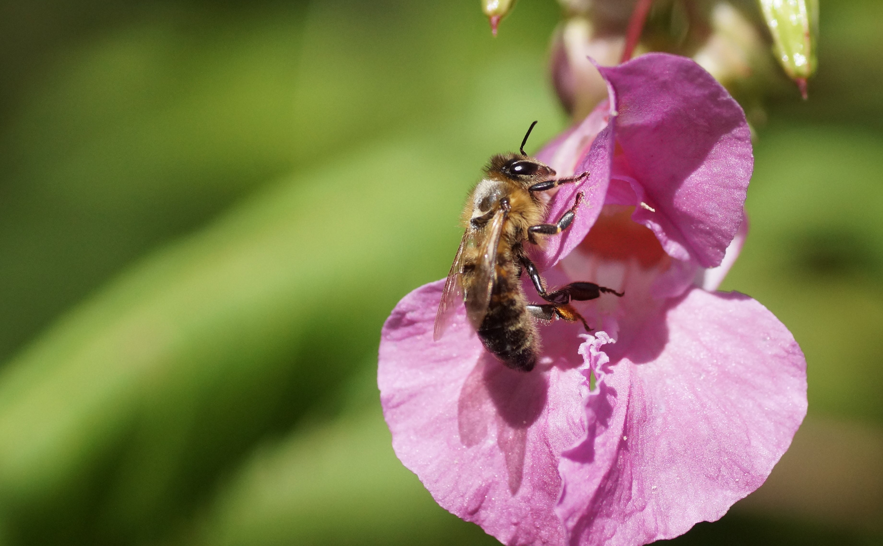 Bienchen bei der Körperpflege