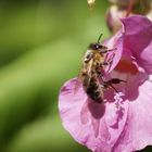 Bienchen bei der Körperpflege