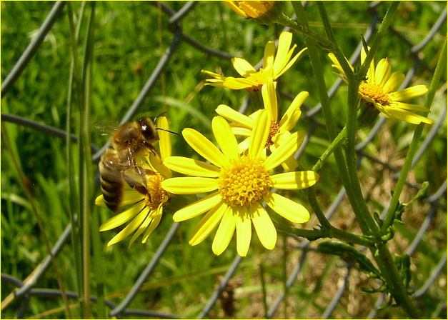 Bienchen bei der Mahlzeit.