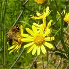 Bienchen bei der Mahlzeit.