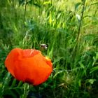 Bienchen bei der Mohnlandung 