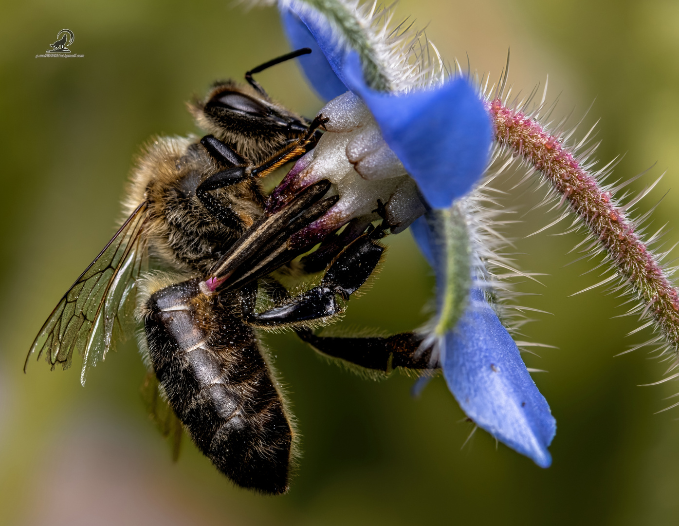 Bienchen beim Arbeiten