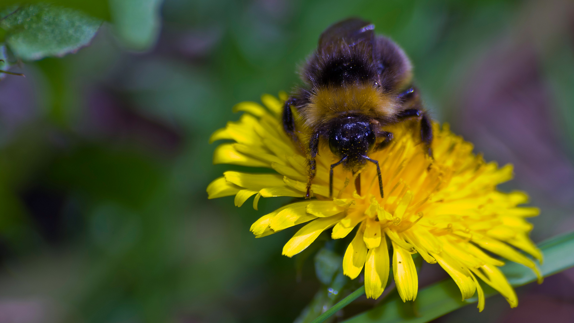 Bienchen beim Arbeiten, ganz hübsch verpollt...