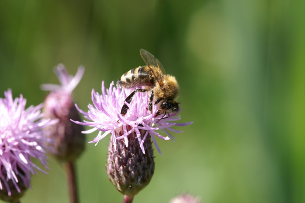 Bienchen beim Frühstück