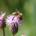 Bienchen beim Frühstück